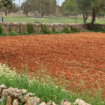 FINCA CAN ROTGER by Holiday-Exclusive - Aussenansicht